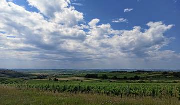 Cycling Austria\'s vineyards to Vienna Tour