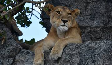 Big Five Luxury Safari in Tanzania **Sustainable Approach to Travel Tour