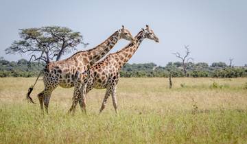 Wilderness of Southern Africa: Safari by Land & Water  (Johannesburg to Victoria Falls) (2024) Tour